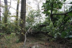 Hambacher_Wald_27072019 (16)_1_1